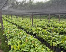 Amapá Cacau: Governo do Estado repassa mais de 100 mil mudas da planta para 90 produtores familiares em janeiro